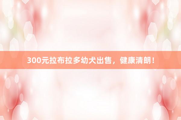 300元拉布拉多幼犬出售，健康清朗！